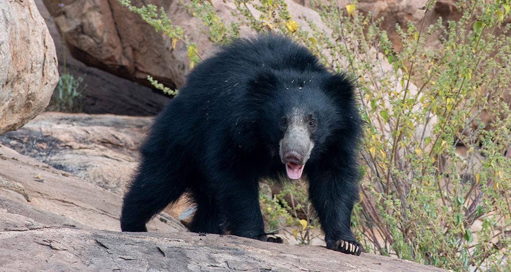 Daroji-Sloth-Bear-Sanctuary