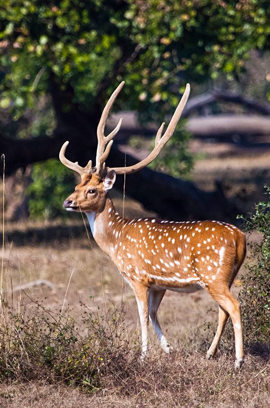beautiful deer male Axis axis with branched antlers proudly stands in a clearing consecrated by the sun, a sika deer is power and strength
