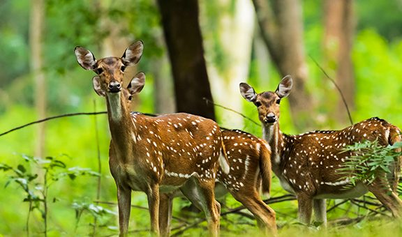 Spotted deer at Wayanad,Kerala.