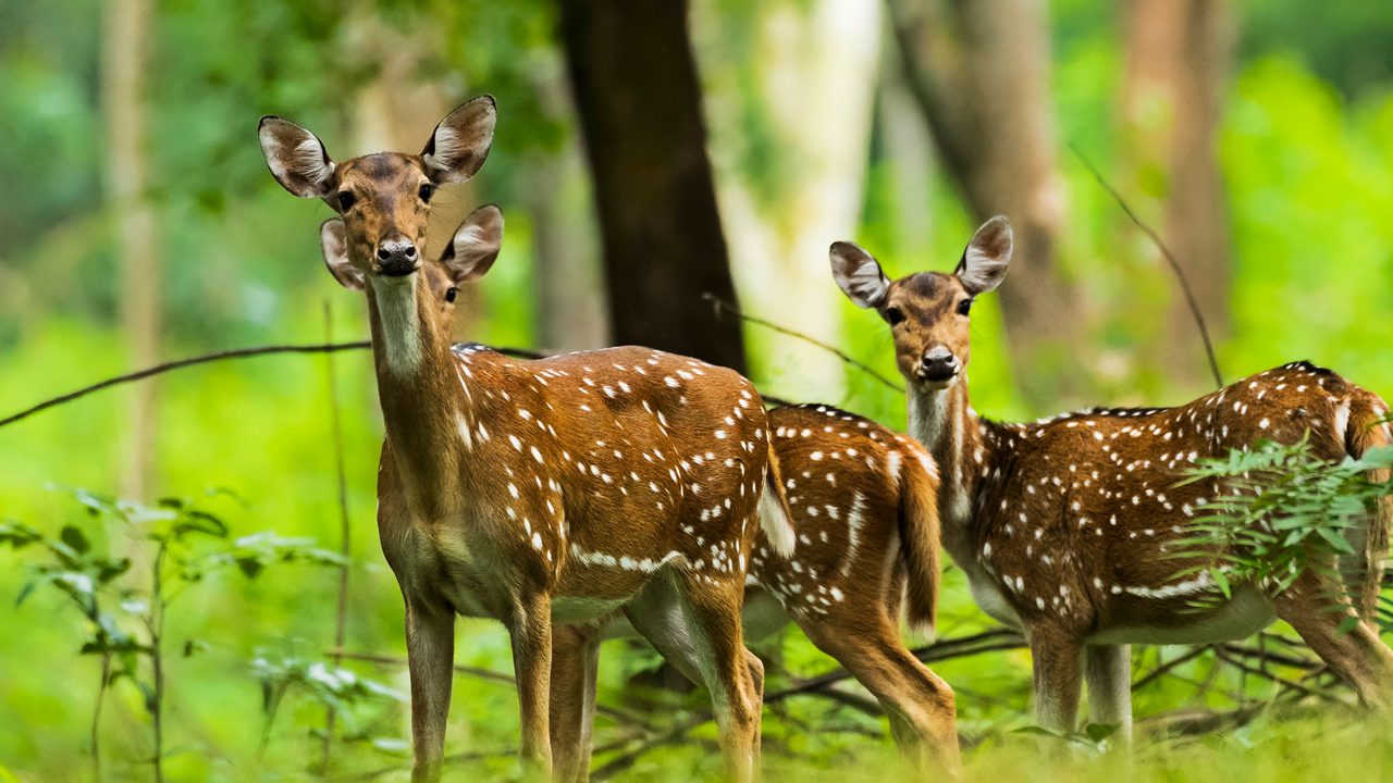 Spotted deer at Wayanad,Kerala.