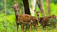 Spotted deer at Wayanad,Kerala.