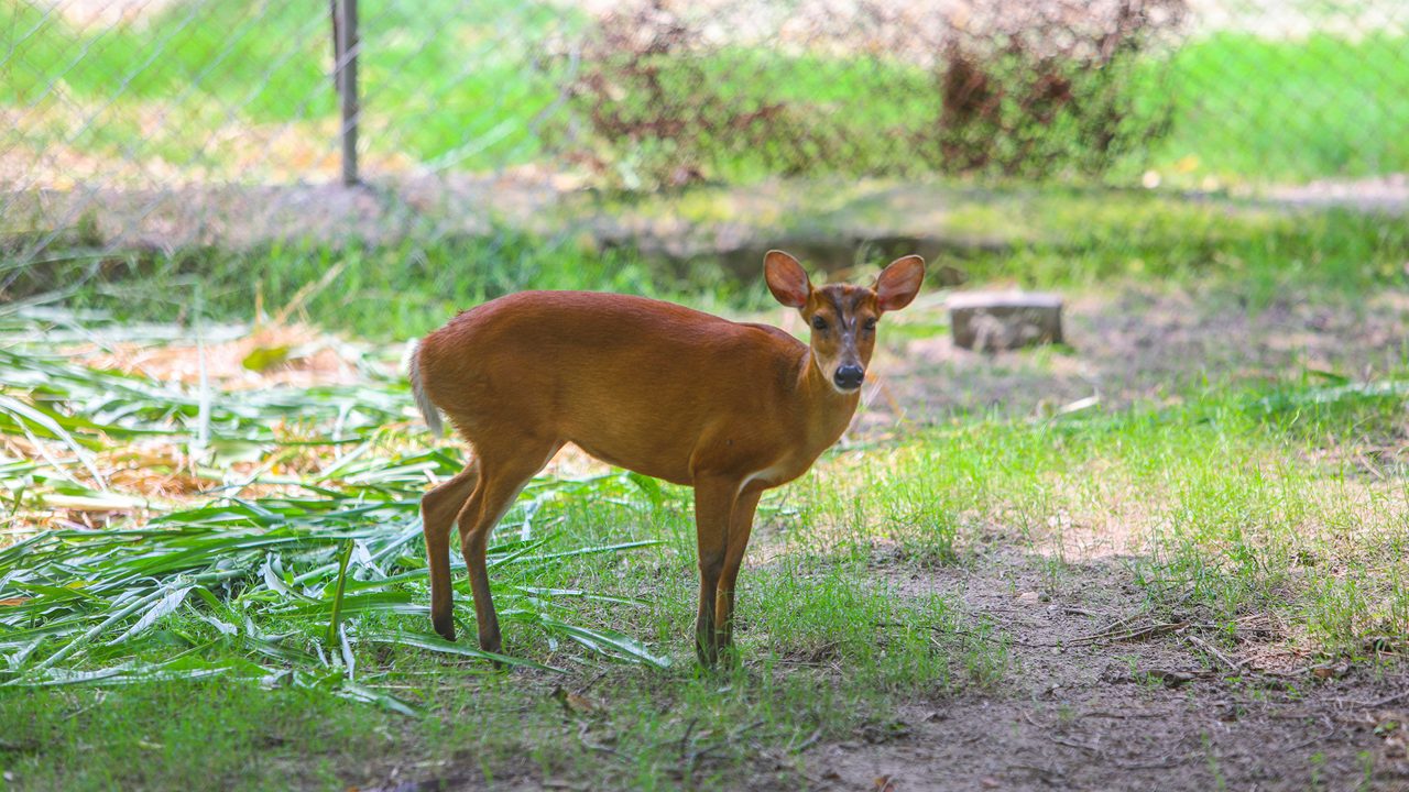 deer-park-neelon-ludhiana-pu