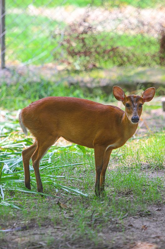 deer-park-neelon