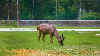 deer-park-neelon-ludhiana-pu