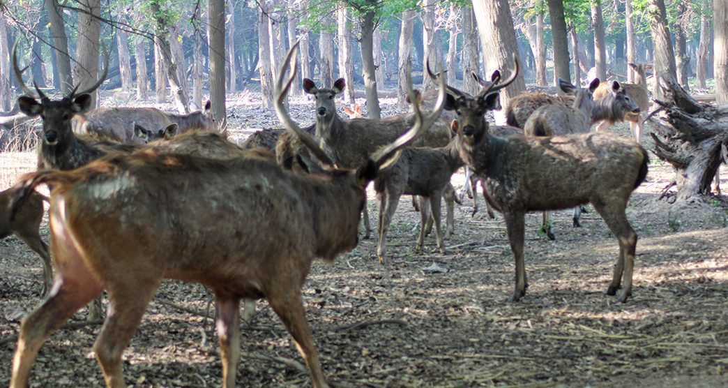 neelon-reserve-forest-ludhiana-punjab