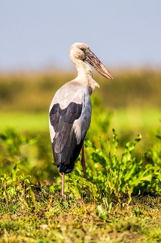 dehing-patkai-wildlife-sanctuary