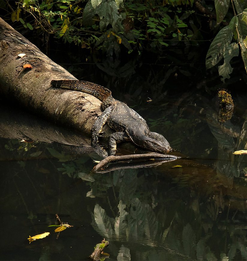 dehing-patkai-wildlife-sanctuary-dibrugarh-assam-city-ff