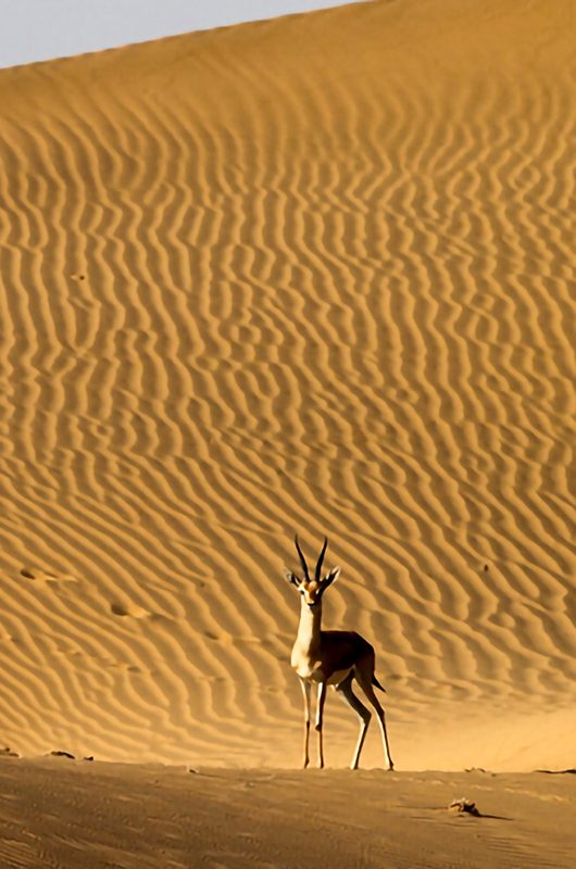 desert-national-park