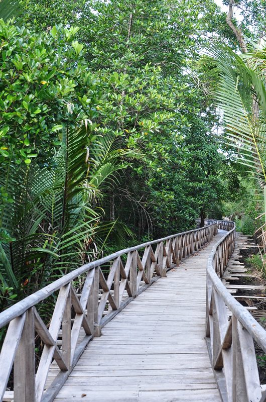 dhani-nallah-mangrove-nature-walkway-rangat-andaman-_-nicobar-islands-1-attr-nearby