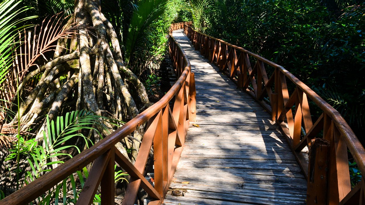 Dhani Nallah is a nature walkway and beach on the outskirts of Rangat, Middle Andaman Island, in the Andaman Islands. It is a 700 m wooden boardwalk through Mangroves. 