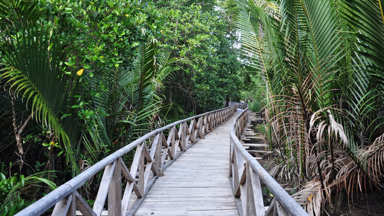 dhani-nallah-mangrove-nature-walkway-rangat-andaman-nicobar-islands-1-attr-hero.jpg