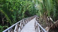 dhani-nallah-mangrove-nature-walkway-rangat-andaman-nicobar-islands-1-attr-hero.jpg