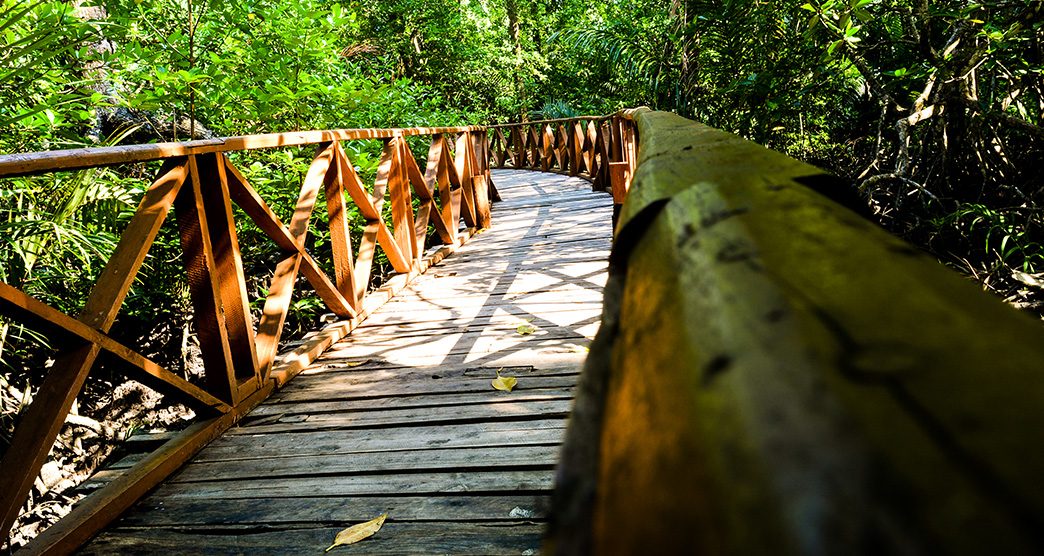 dhani-nallah-mangrove-nature-walkway-rangat-andaman-nicobar-islands-3-attr-about.jpg