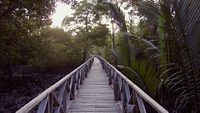 Mangrove wooden walk way at Dhani Nallah beach in Andaman, India