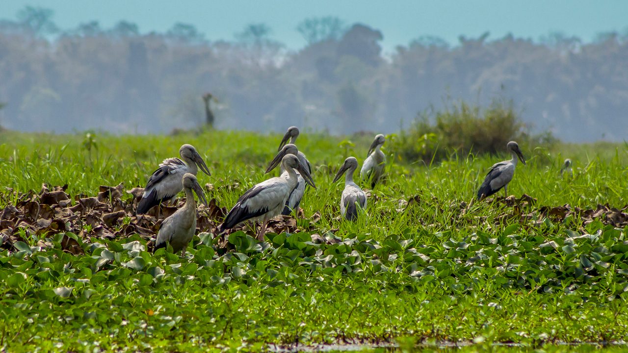 dibru-saikhowa-national-park-dibrugarh-assam-1-attr-hero