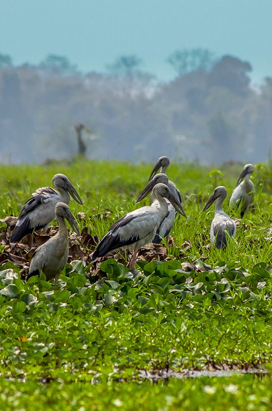 dibru-saikhowa-national-park-dibrugarh-assam-1-attr-nearby