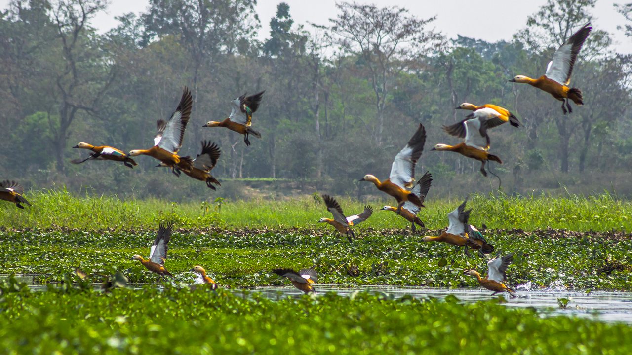 dibru-saikhowa-national-park-dibrugarh-assam-2-attr-hero