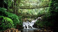 double-decker-living-root-bridge-cherrapunjee-meghalaya-1-attr-hero