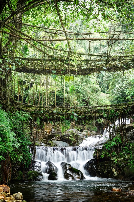 double-decker-living-root-bridge-cherrapunjee-meghalaya-1-attr-nearby