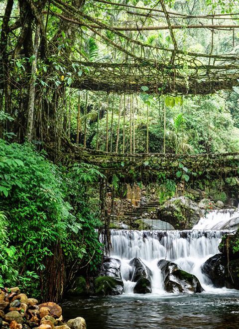 double-decker-living-root-bridge-cherrapunjee-meghalaya-1-city-homepage