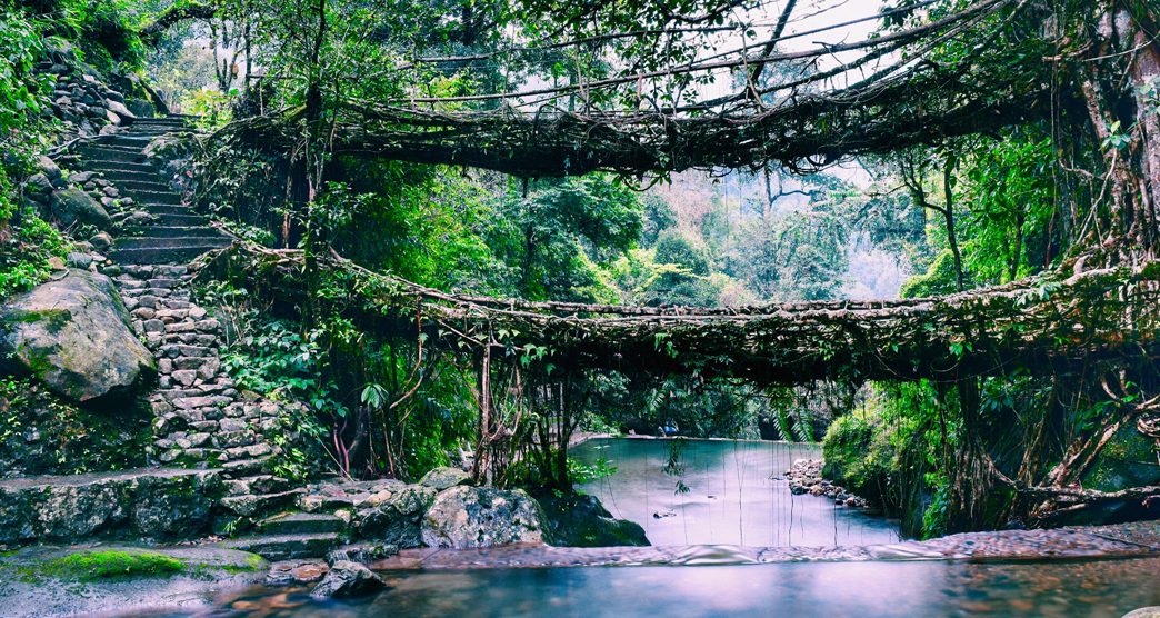 Living Root Bridges of Meghalaya - Double Decker