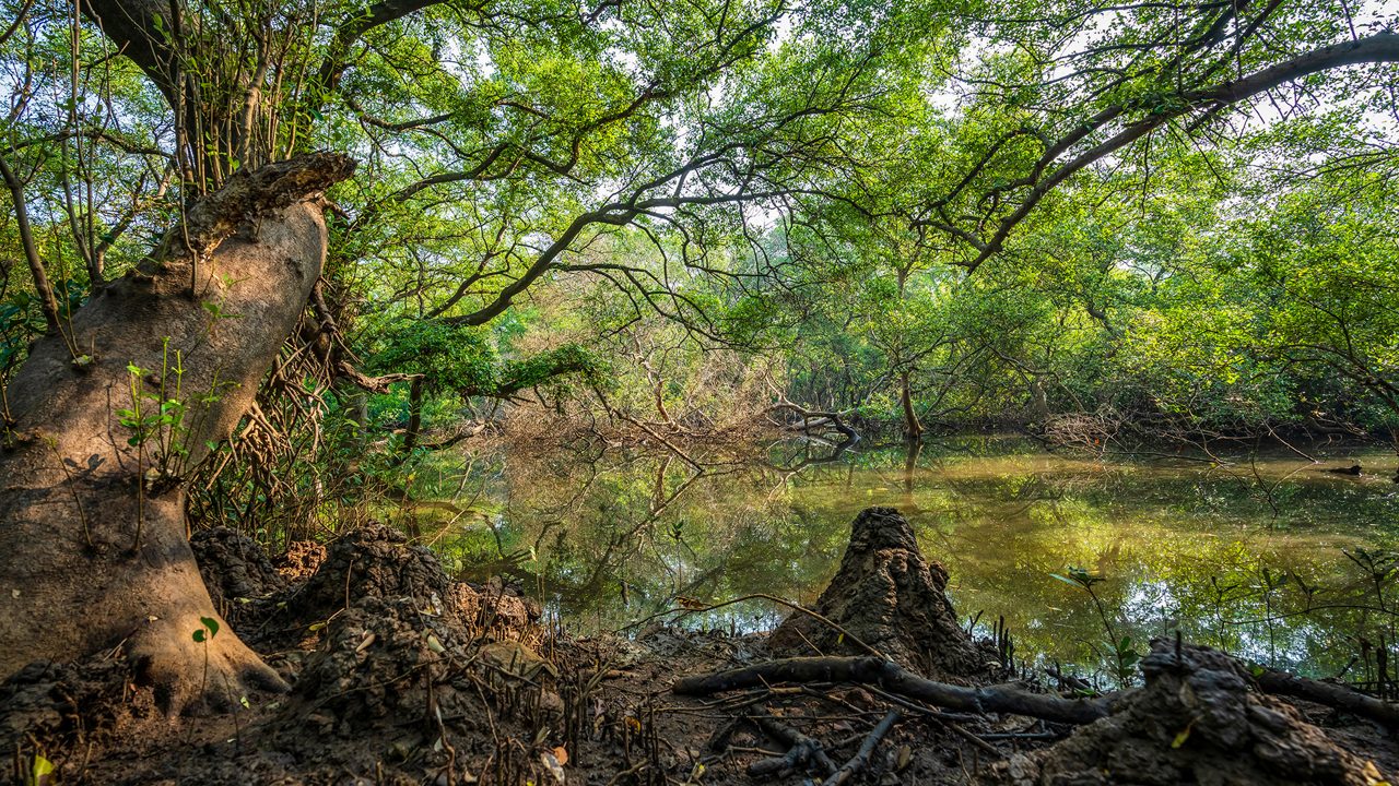 dr-salim-ali-bird-sanctuary-goa-1-musthead-hero