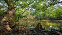 dr-salim-ali-bird-sanctuary-goa-1-musthead-hero