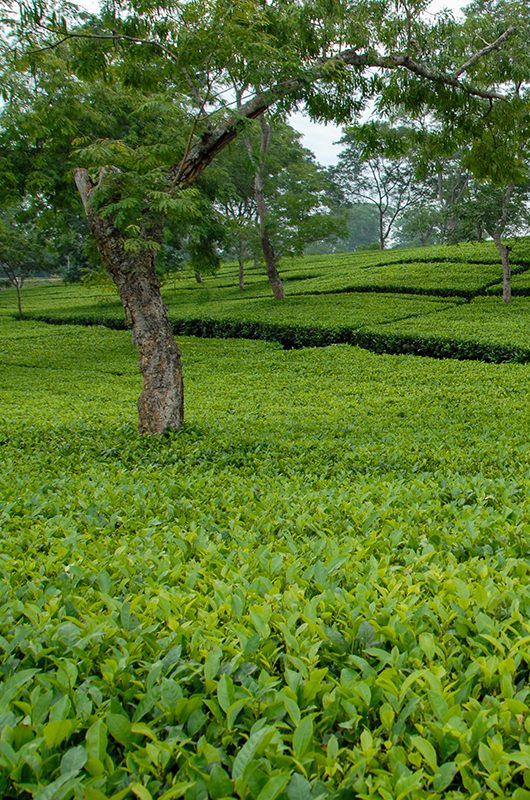 durgabari-tea-garden-agartala-tripura-1-attr-nearby