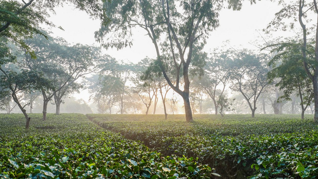 durgabari-tea-garden-agartala-tripura-2-musthead-hero