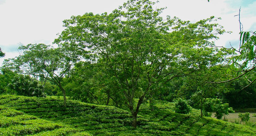 Durgabari-Tea-Estate