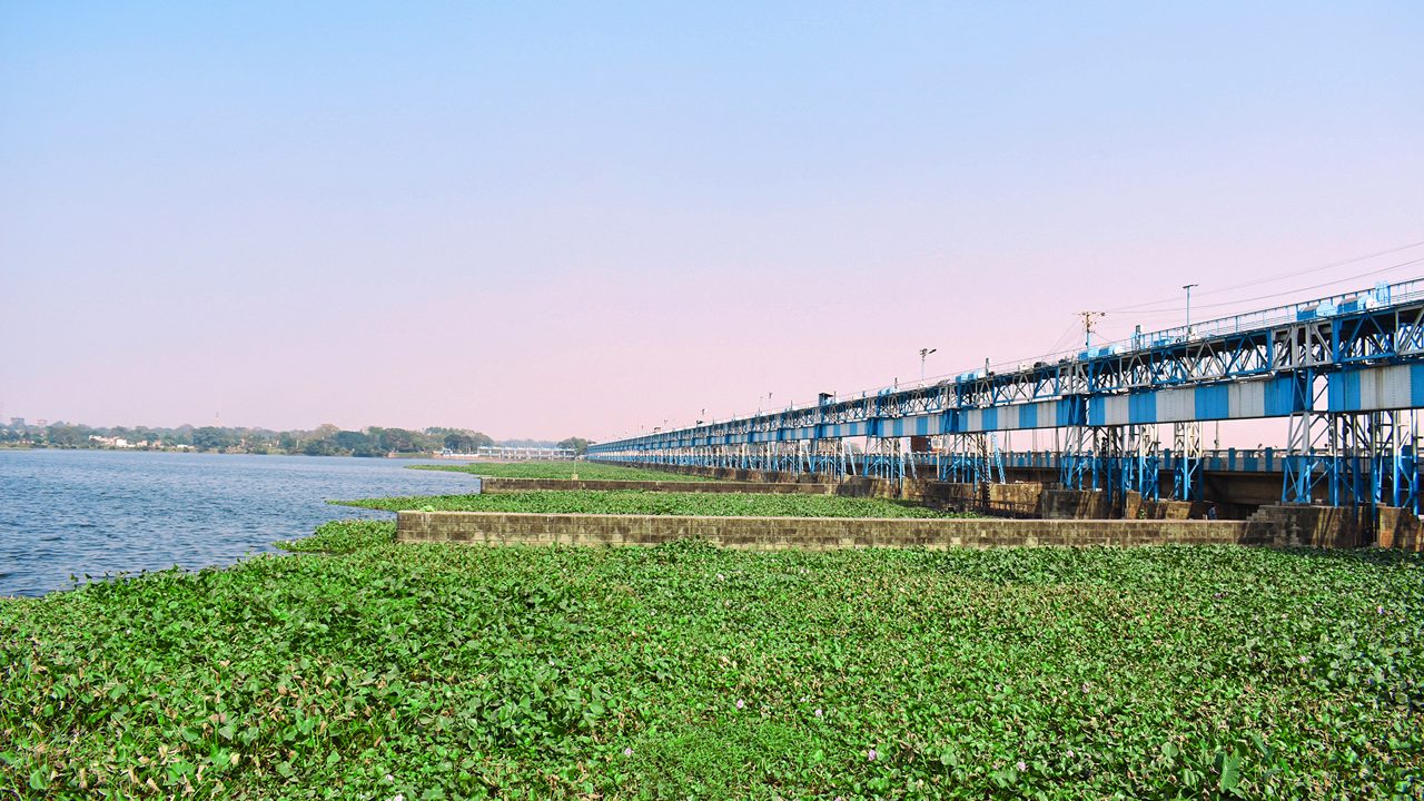 Durgapur barrage with green water plants floating over river