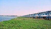 Durgapur barrage with green water plants floating over river