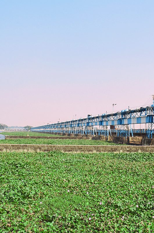 Durgapur barrage with green water plants floating over river