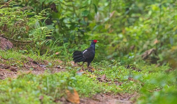 Kalij pheasant (Lophura leucomelanos lathami ) Male at Eaglenest WLS, Arunachal Pradesh, Uttarakhand, India