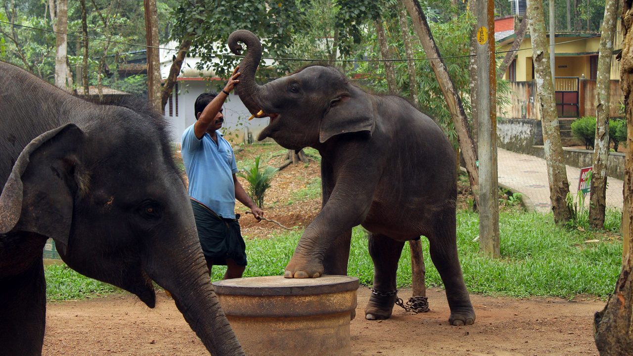 elephant-rehabilitation-centre-thiruvananthapuram-kerala-2-attr-hero