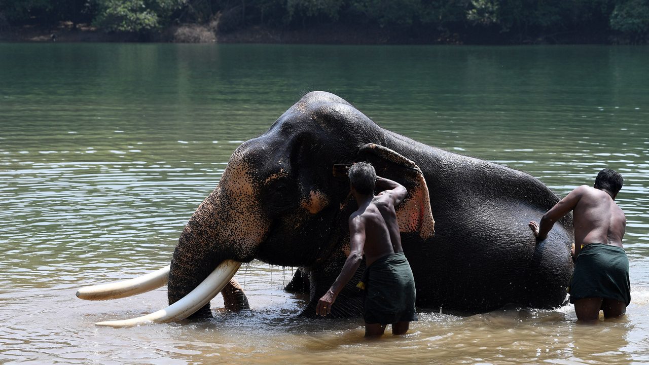 elephant-rehabilitation-centre-thiruvananthapuram-kerala-3-attr-hero