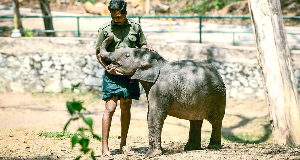 elephant-rehabilitation-centre-thiruvananthapuram-kerala-about