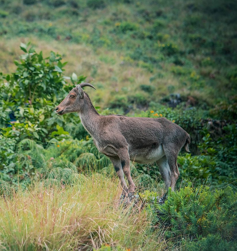 Mountain goats at Eravikulam national park, Kerala, India