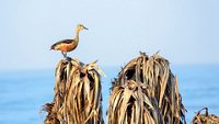 Lesser Indian whistling duck (Dendrocygna javanica), a tree nesting wetland water bird with brown long neck dark gray bill legs spotted sitting on dry leaves marshes. Gaga Wildlife Sanctuary Gujarat