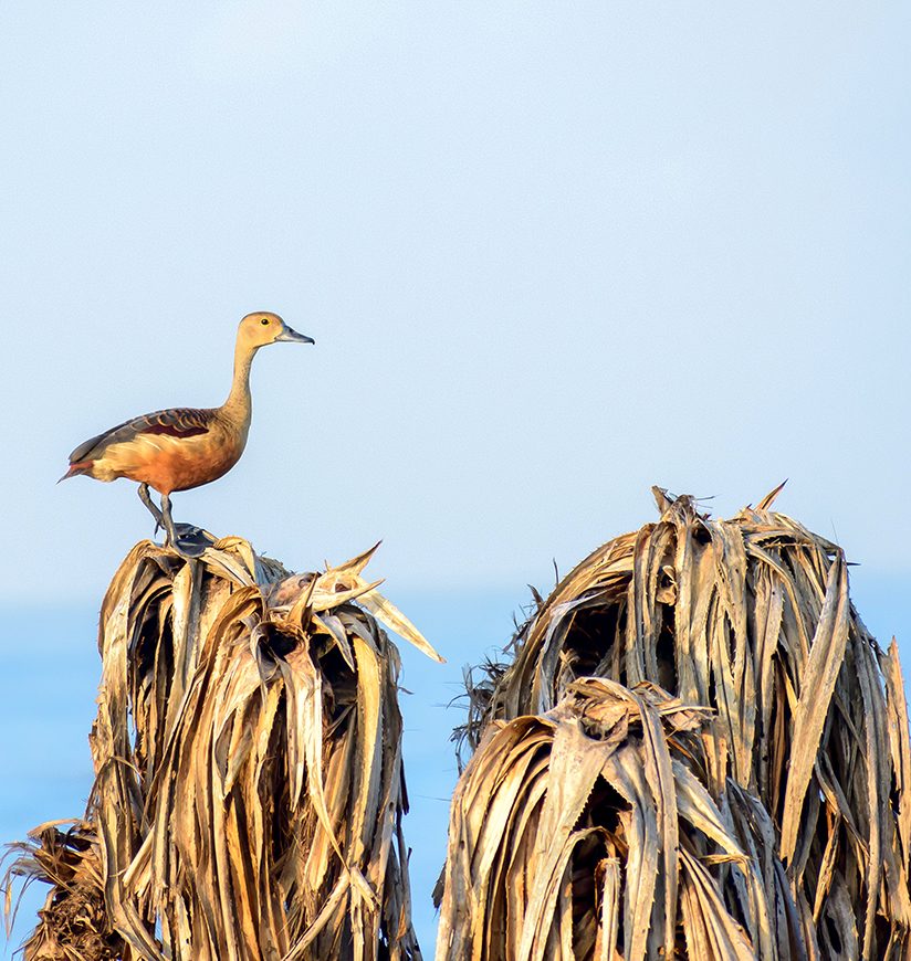 Lesser Indian whistling duck (Dendrocygna javanica), a tree nesting wetland water bird with brown long neck dark gray bill legs spotted sitting on dry leaves marshes. Gaga Wildlife Sanctuary Gujarat