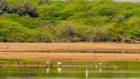 gajner-wildlife-sanctuary-bikaner-rajasthan-1-attr-hero