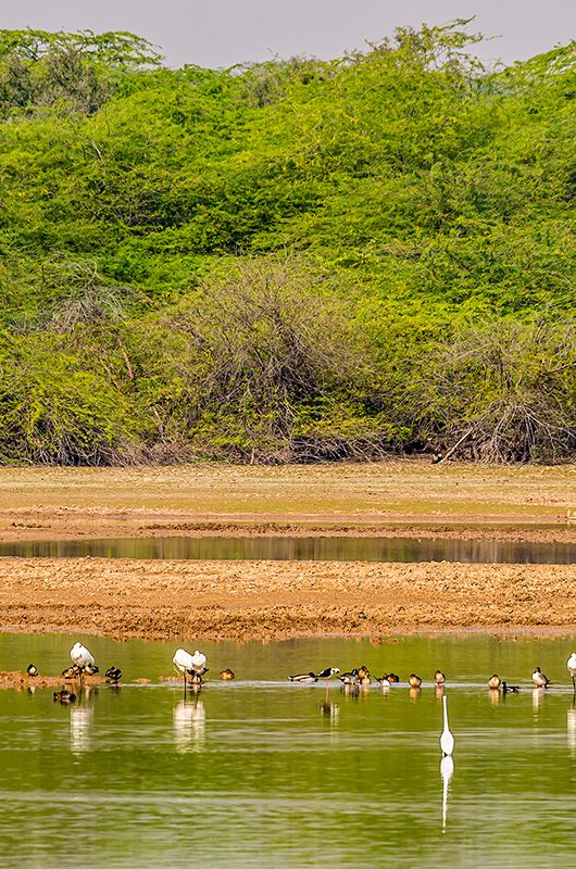 gajner-wildlife-sanctuary-bikaner-rajasthan-1-attr-nearby