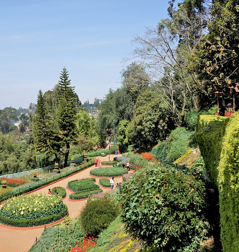 Ooty,Tamilnadu,India-April 30 2022: Beautiful Government botanical gardens in Ooty, Tamilnadu, India. Home to more than 1000 species.