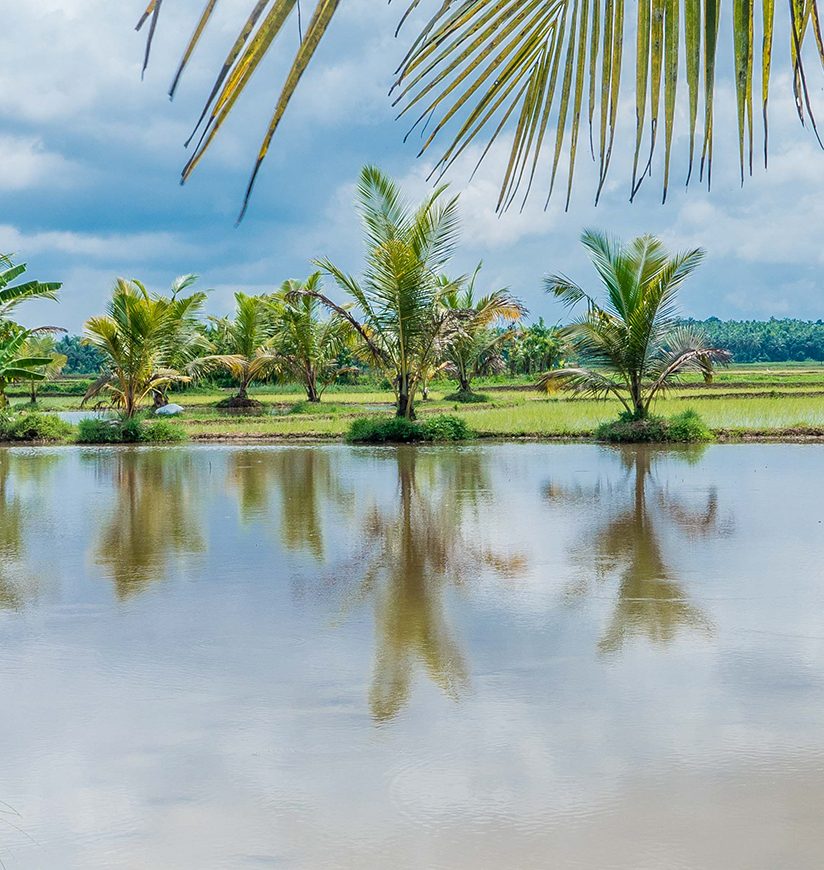 Palakkad district known as the ‘granary of Kerala' 