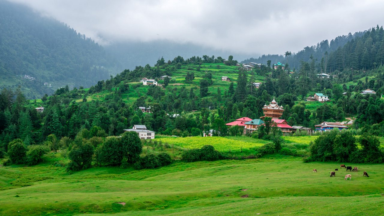 Panoramic View of Green Meadow Surrounded by Deodar Tree in Himalayas, Great Himalayan National Park, Sainj Valley, Shahgarh, Himachal Pradesh, India