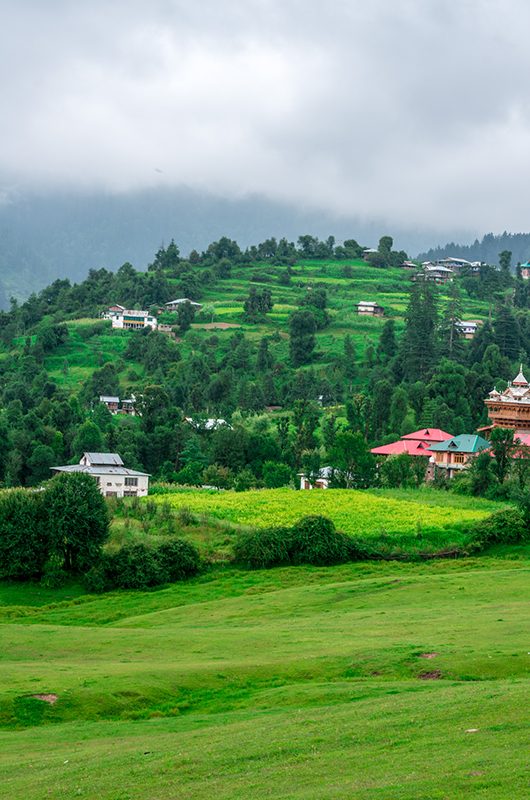 Panoramic View of Green Meadow Surrounded by Deodar Tree in Himalayas, Great Himalayan National Park, Sainj Valley, Shahgarh, Himachal Pradesh, India