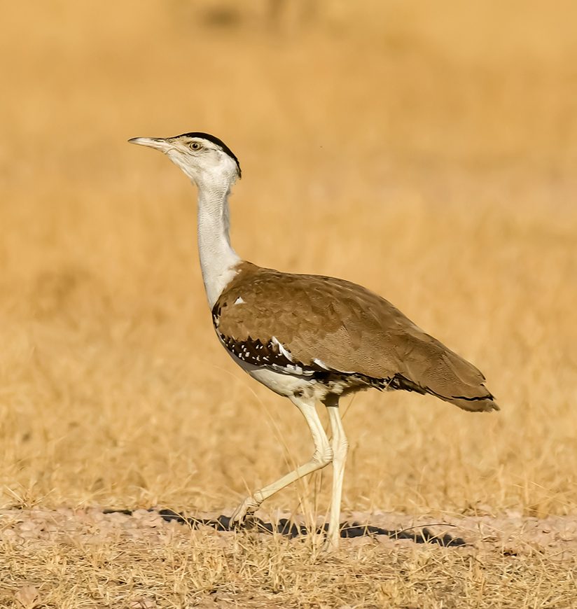 Portrait Of Great Indian Bustard Photographed At Desert National Park Jaisalmer