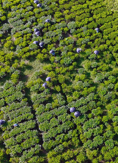 Aerial view green tea plantation on Tea City Dibrugarh, Assam. Top view aerial photo from flying drone of a green tea plantation.