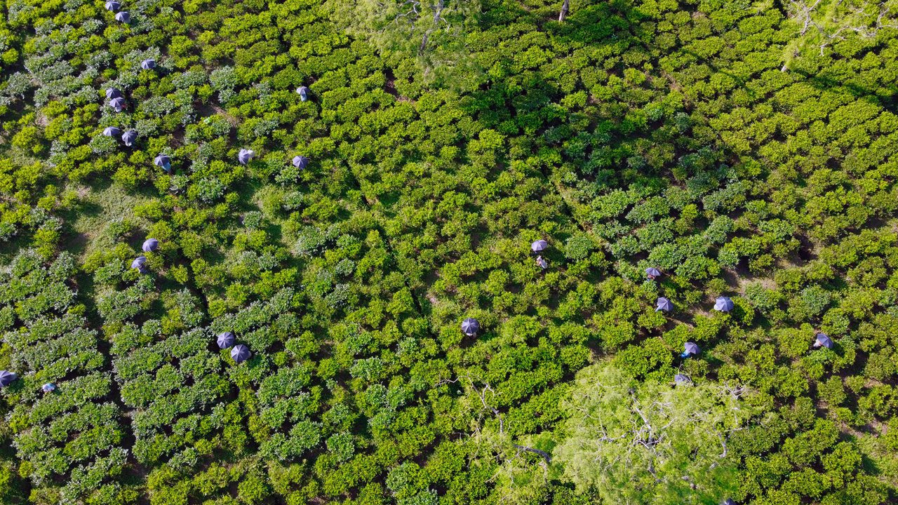 Aerial view green tea plantation on Tea City Dibrugarh, Assam. Top view aerial photo from flying drone of a green tea plantation.