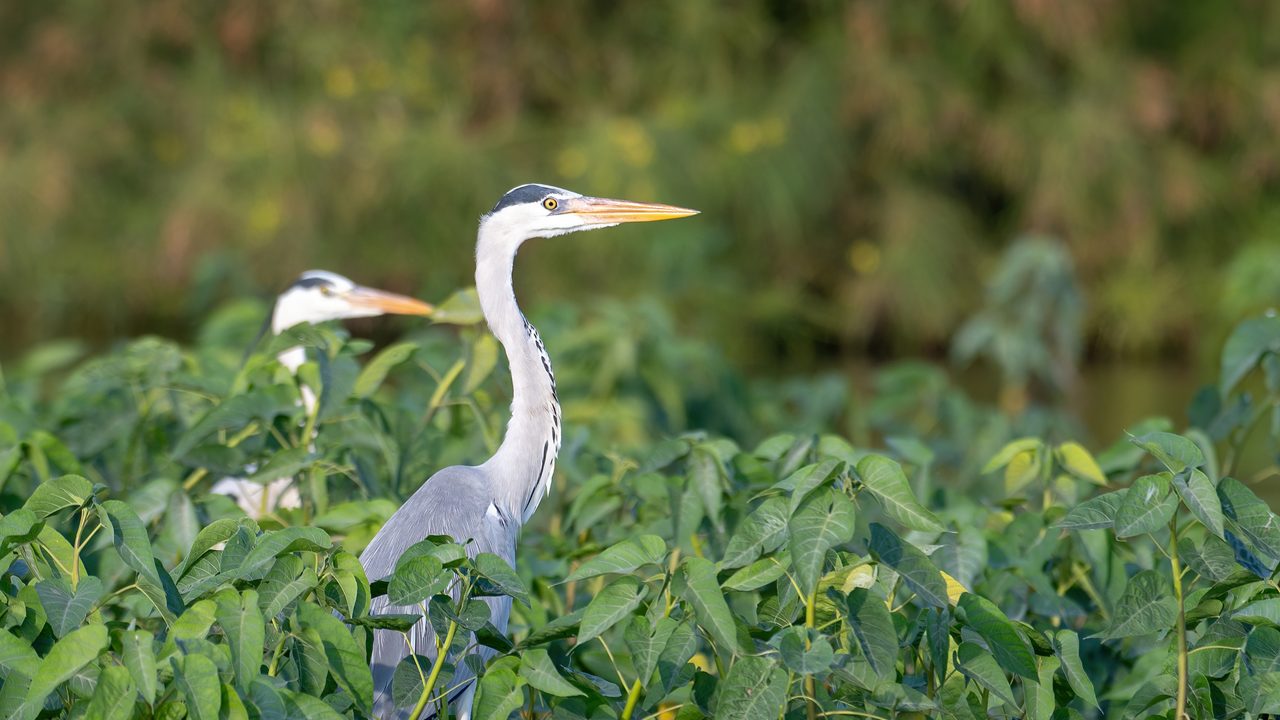 A pair of Grey Herons amongst trees at Bhigwan, Maharashtra, India